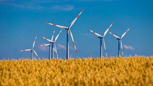 Mehrere Windräder in einem Getreidefeld