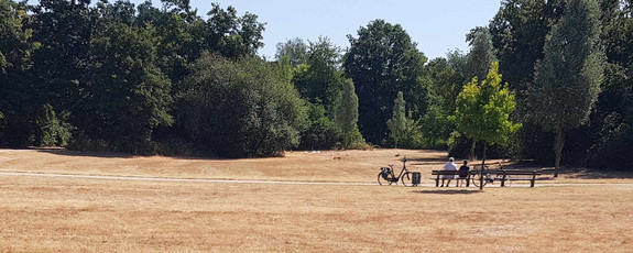 Ausgetrocknete Wiese in einem Park