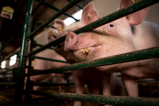 Mastschwein bei Fütterung hinter Gatter