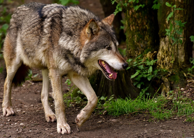 Bild eines Wolfes im Wald